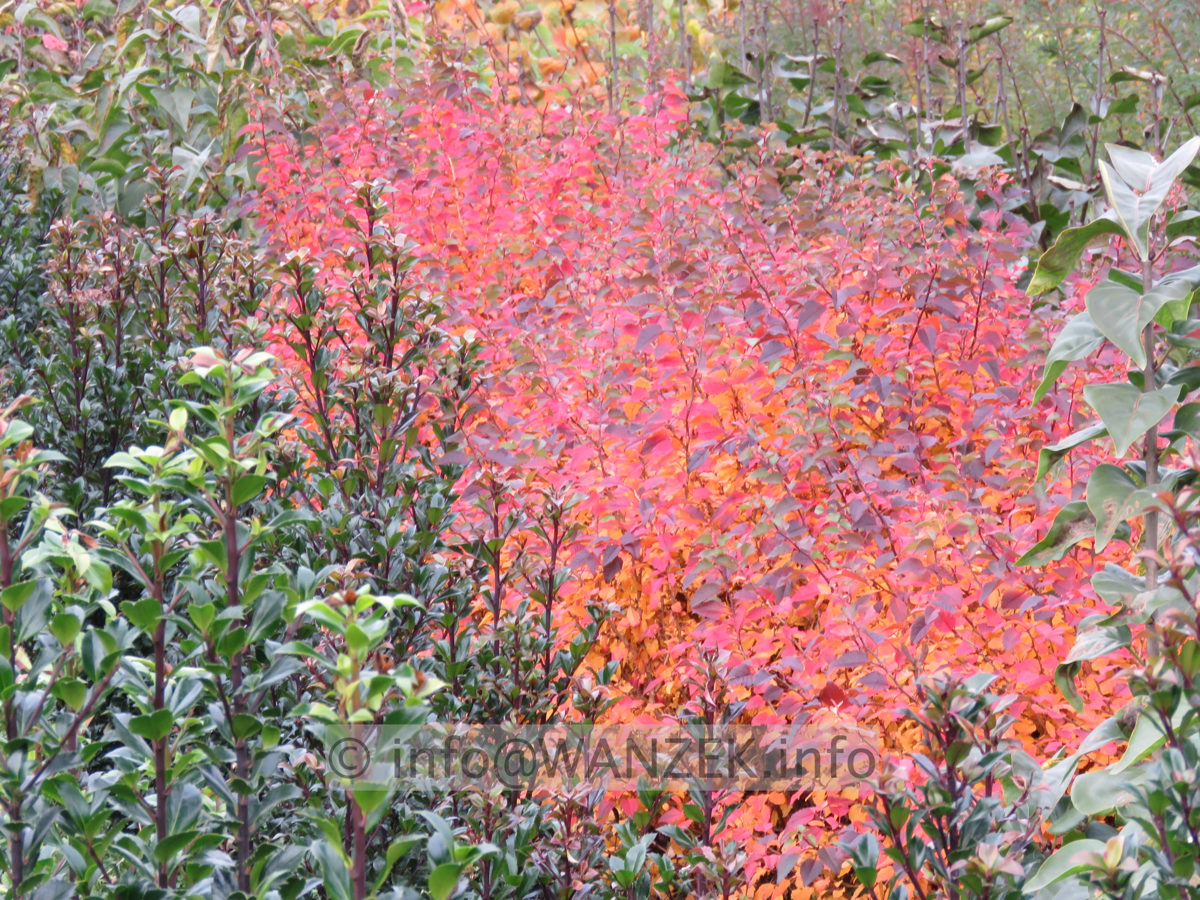 Prunus incisa Kojou-No-Mai 04 Busch in Herbstfaerbung 01.JPG